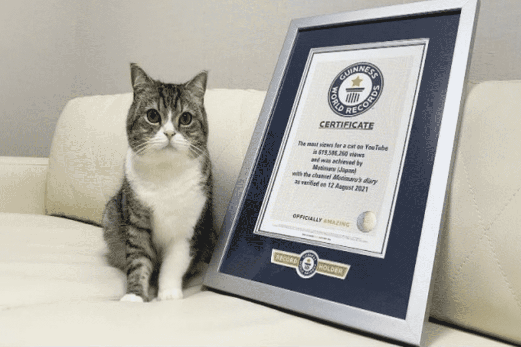 Мотимару и сертификат Книги рекордов Гиннесса