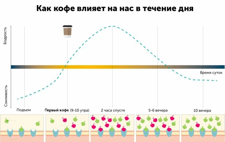 Усредненный графика того, как кофе влияет на бодрость в общем случае