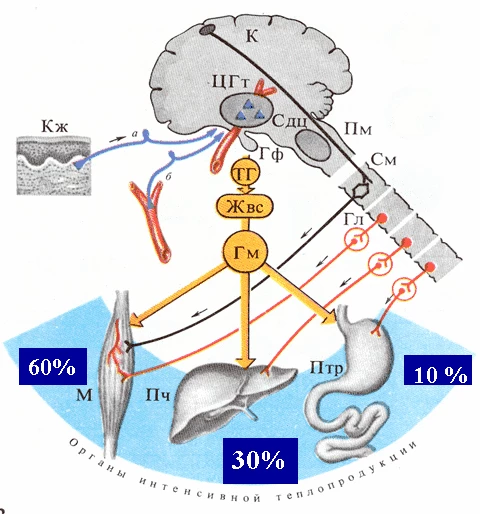 Что-то поняли? И мы нет. Потому что это слишком сложные и сильно нелинейные механизмы