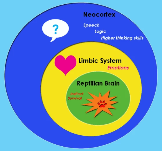 Model of MacLean's Triune Brain hypothesis (source: Wikipedia)