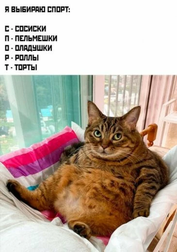 Держите котика