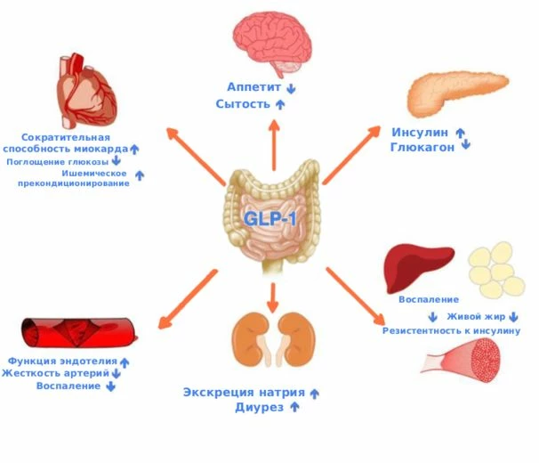 Принцип действия глюкагоноподобного пептида