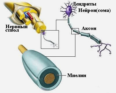 И вот таких веревочек, как справа сверху, там тысячи, если не больше. Так что 1 мм в день на отращивание новых — это еще быстро