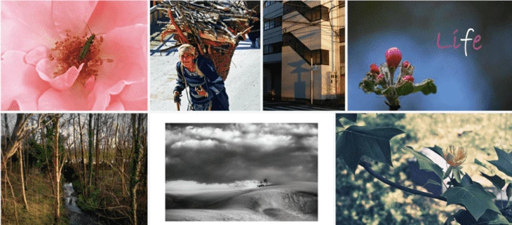 Image examples from Flickr
