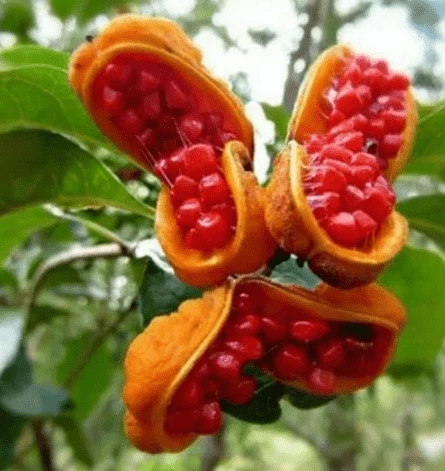 Народный