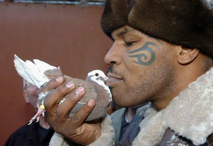 Поцелуй Тайсона и голубя