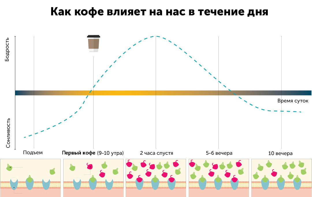Усредненный графика того, как кофе влияет на бодрость в общем случае